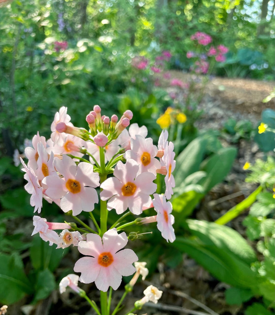 Primula ‘Apple Blossom’ in the Primrose Walk in a damp corner of the Woodland Garden.