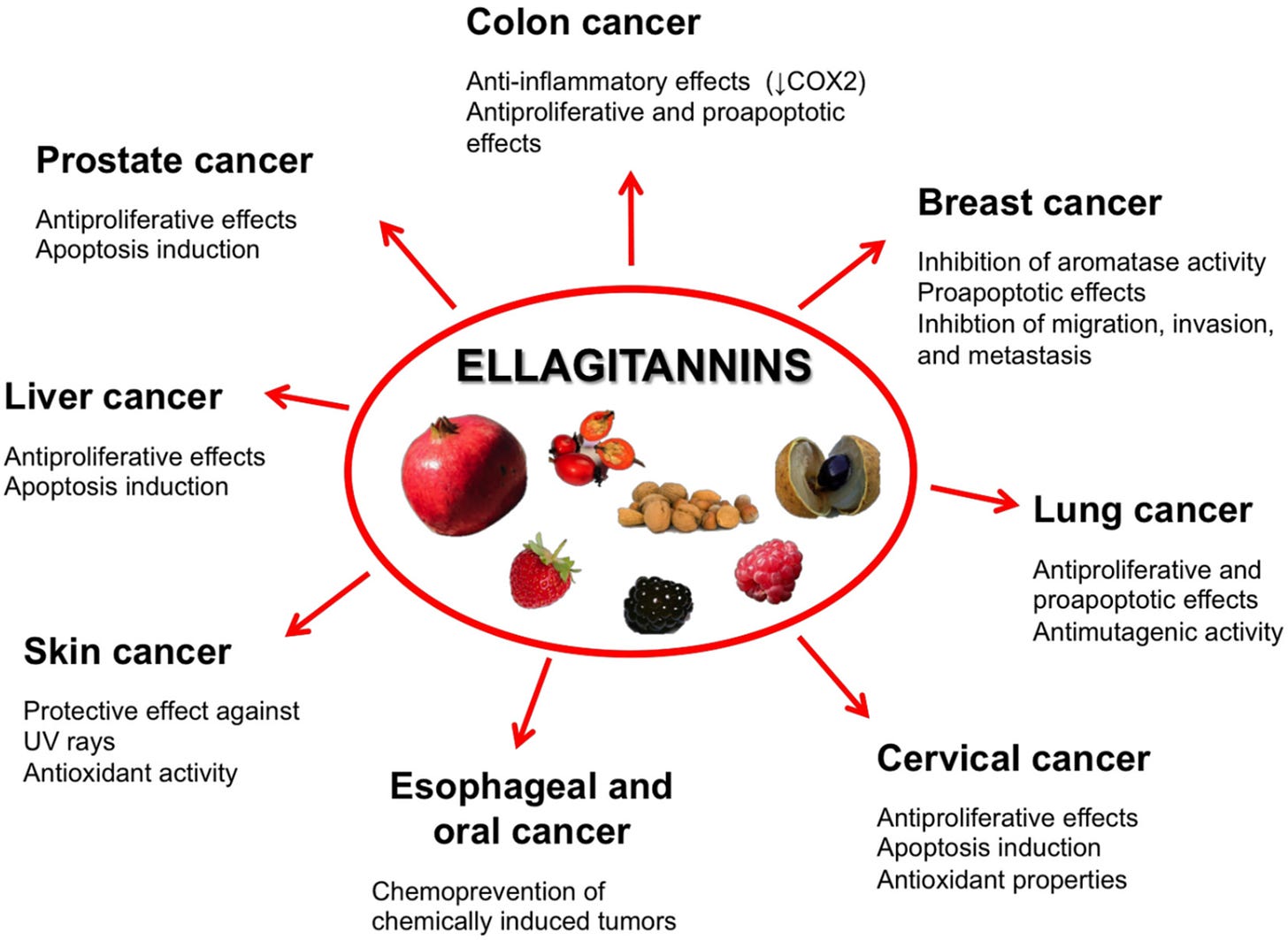 Toxines | Free Full-Text | Ellagitannins in Cancer Chemoprevention and Therapy