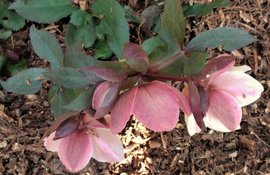 Hellebore at Veddw garden copyright Anne Wareham