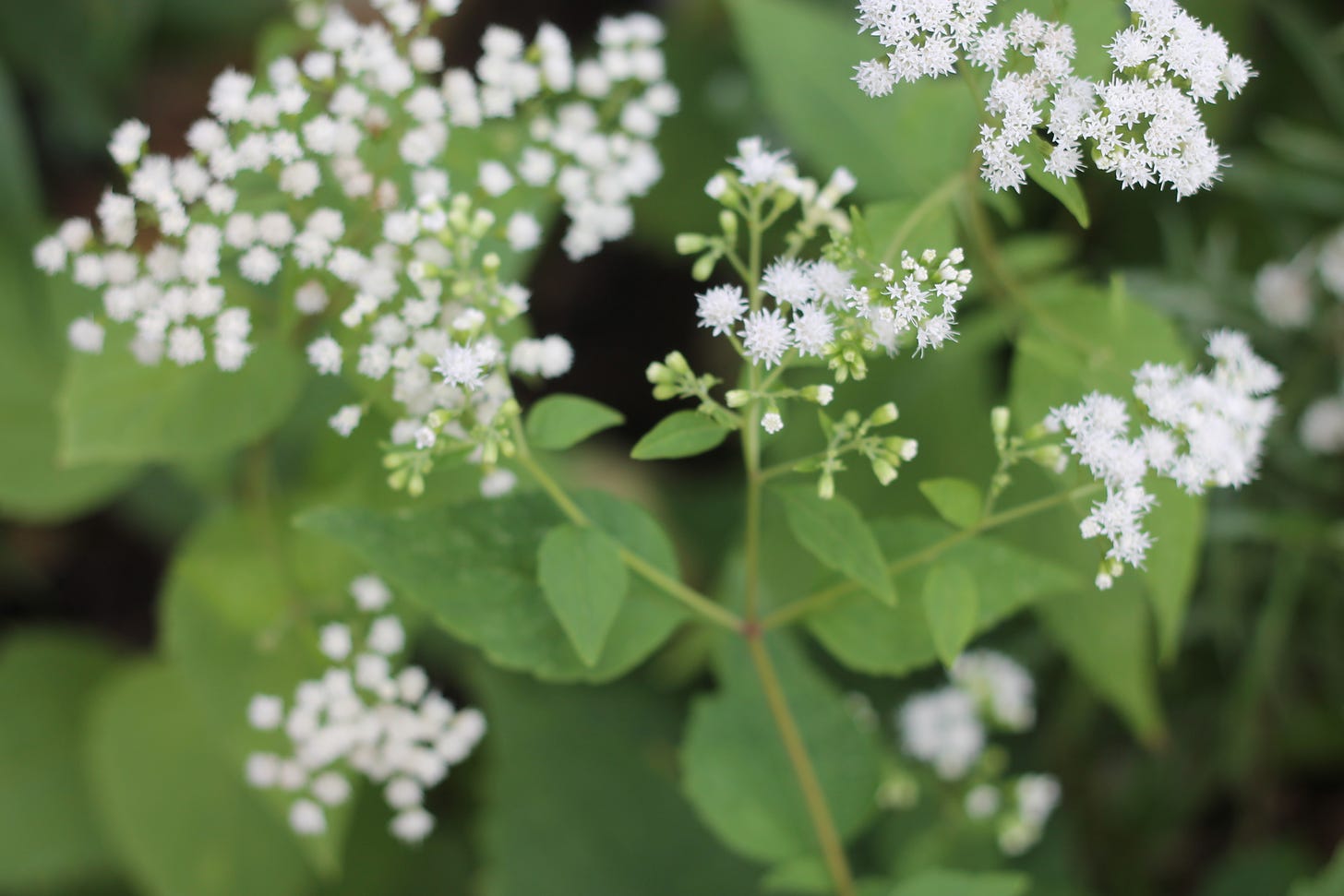 Clusters of small, white, almost spiky flowers set against green leaves.