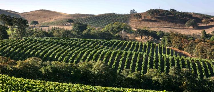 Gundlach-Bundschu Rhinefarm Vineyard