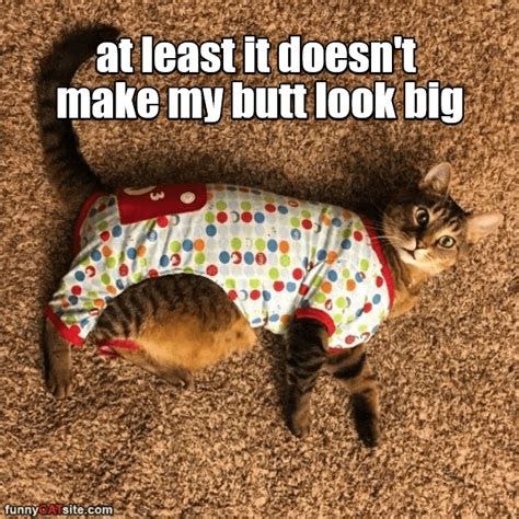 I Can Has Cheezburger? - butt - Funny Internet Cats - Cat Memes and ...