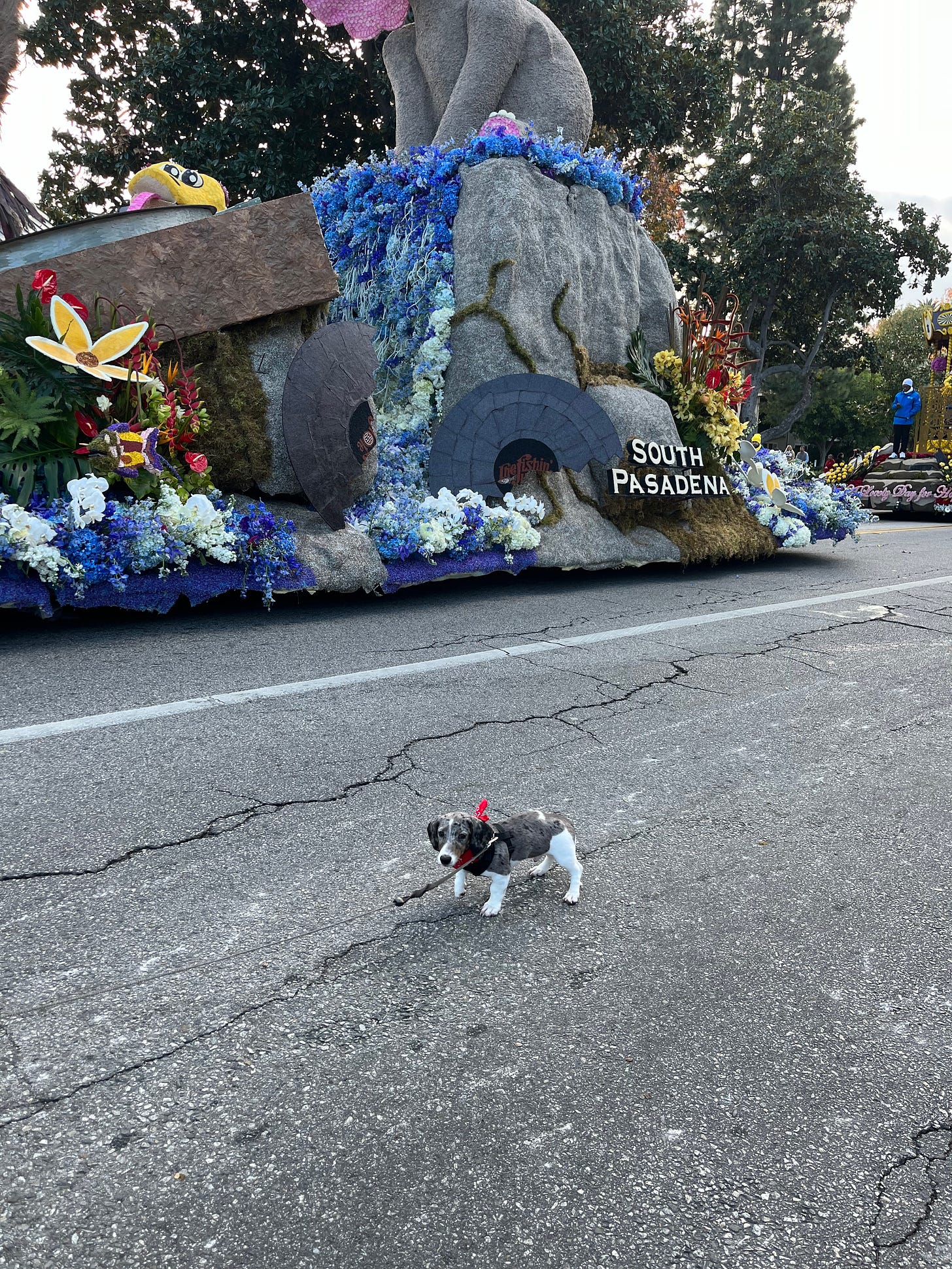 A miniature dachshund in front of the South Pasadena Rose Parade float.