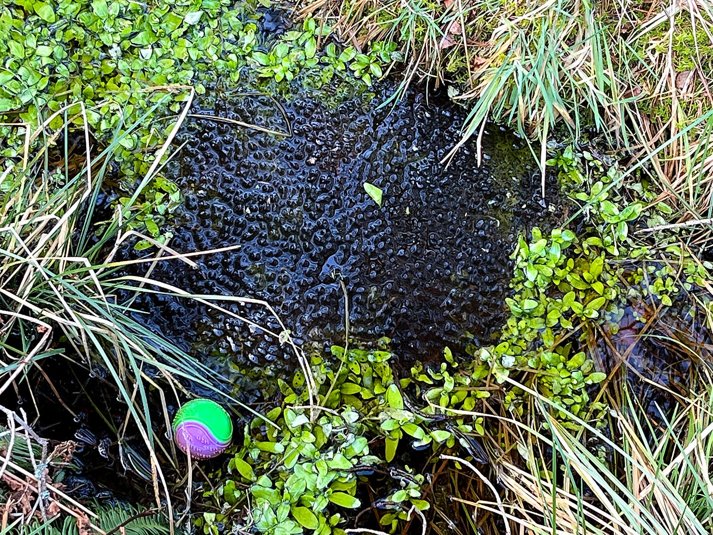 Frogspawn in a grass lined ditch is juxtaposed with a lost purple and green ball