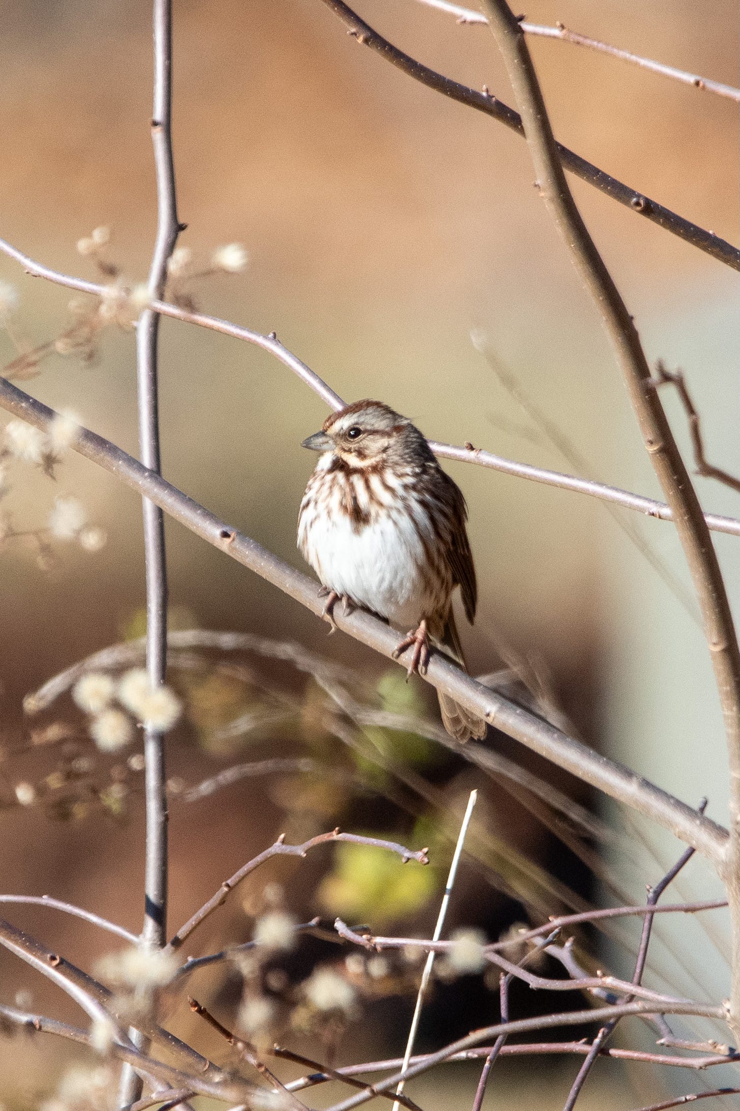 A small brown-and-white bird, very demure, with a knot of dark brown at the center of its chest, is perched on a bare diagonal branch