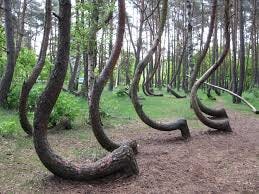 A photo of trees in the woods. All of them have very odd trunks, which abruptly start growing sideways and then curve upward - similar to the blade of a sickle