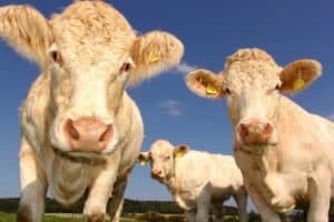 Cows looking curious