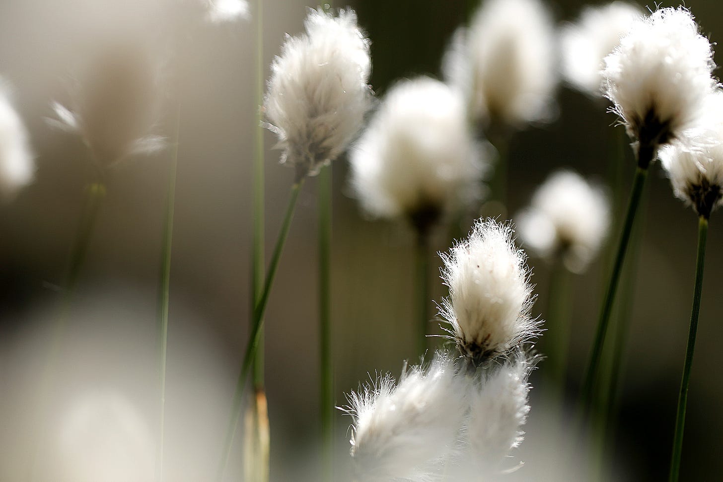 Macro image of flowering Hare’s tail cotton-grass (Eriophorum vaginatum)