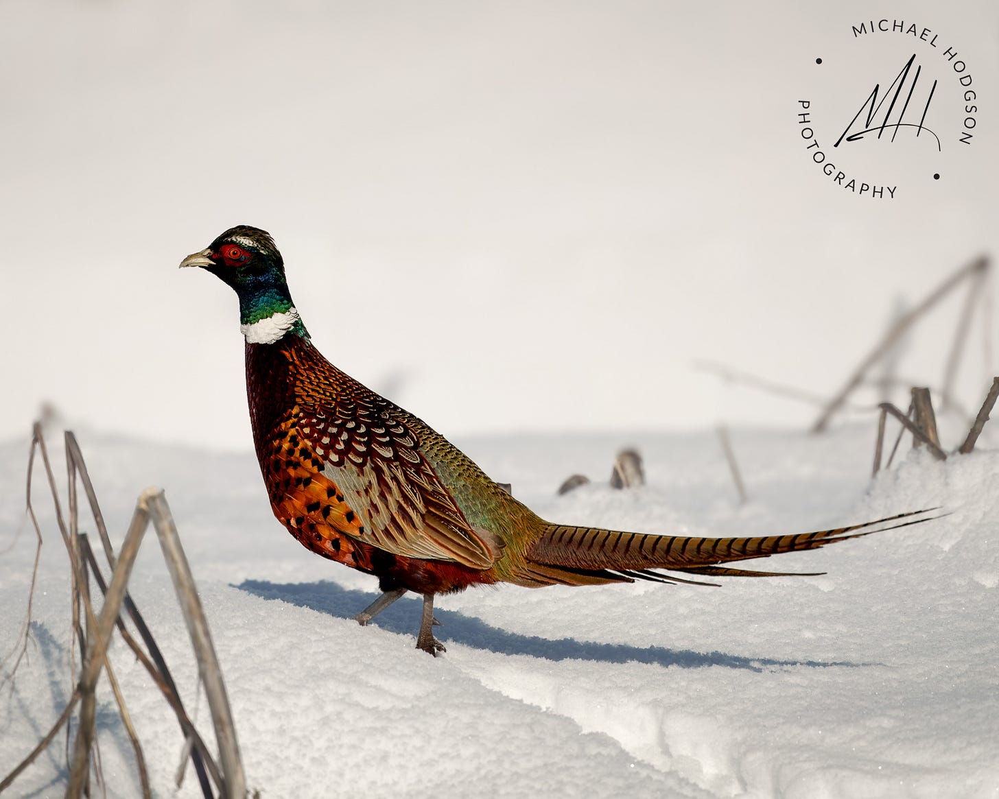 Ring-necked Pheasant in Lower Klamath National Wildlife Area