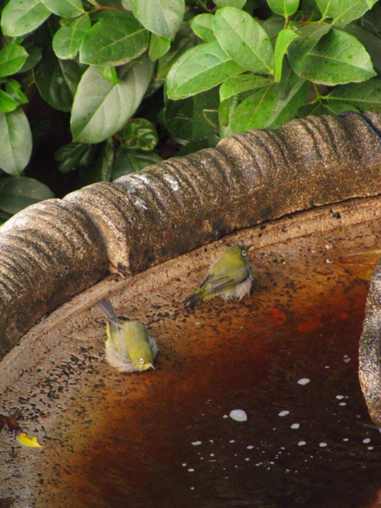 For me, life is intrinsically tied up with nature. All the best long term travel adventures have a natural component. Even if it is simply the fresh ingredients in a dish, or the birds in a bird bath outside a hotel window, such as in this image. 