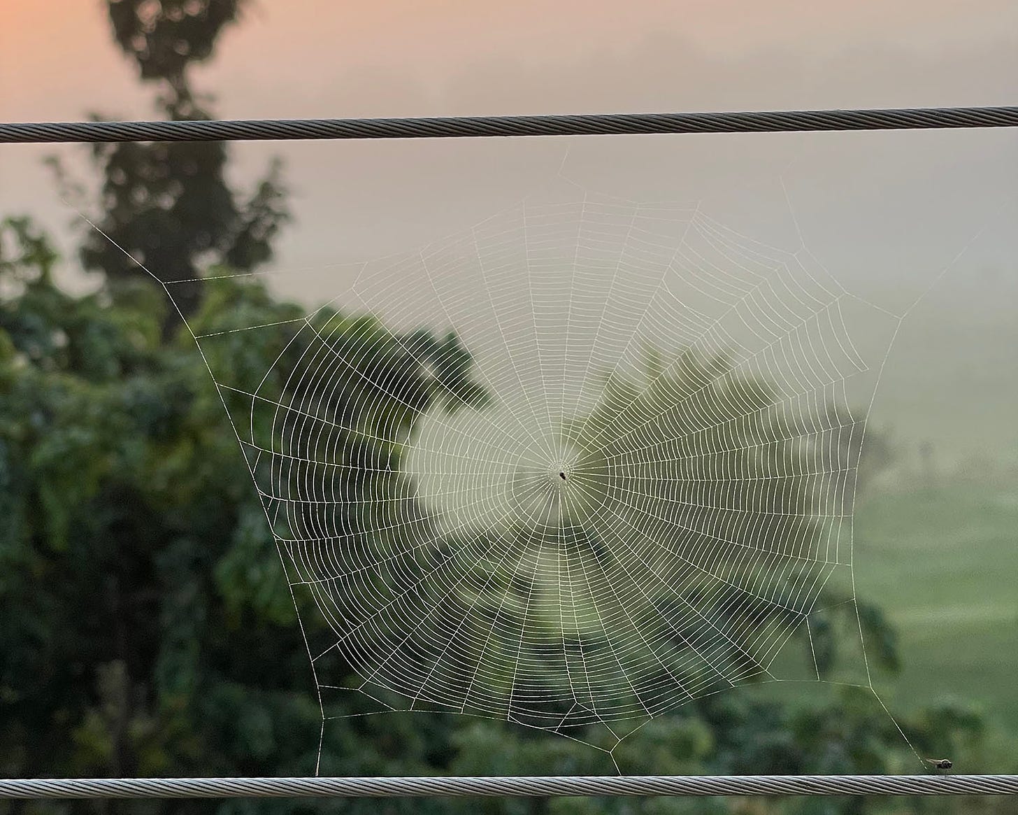 Image of a spider web at dawn with green shrubs and a orange misty dawn in the background.
