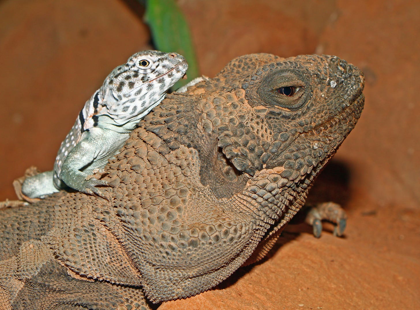 A small white and grey lizard sits on top of an Angel Island chuckwalla