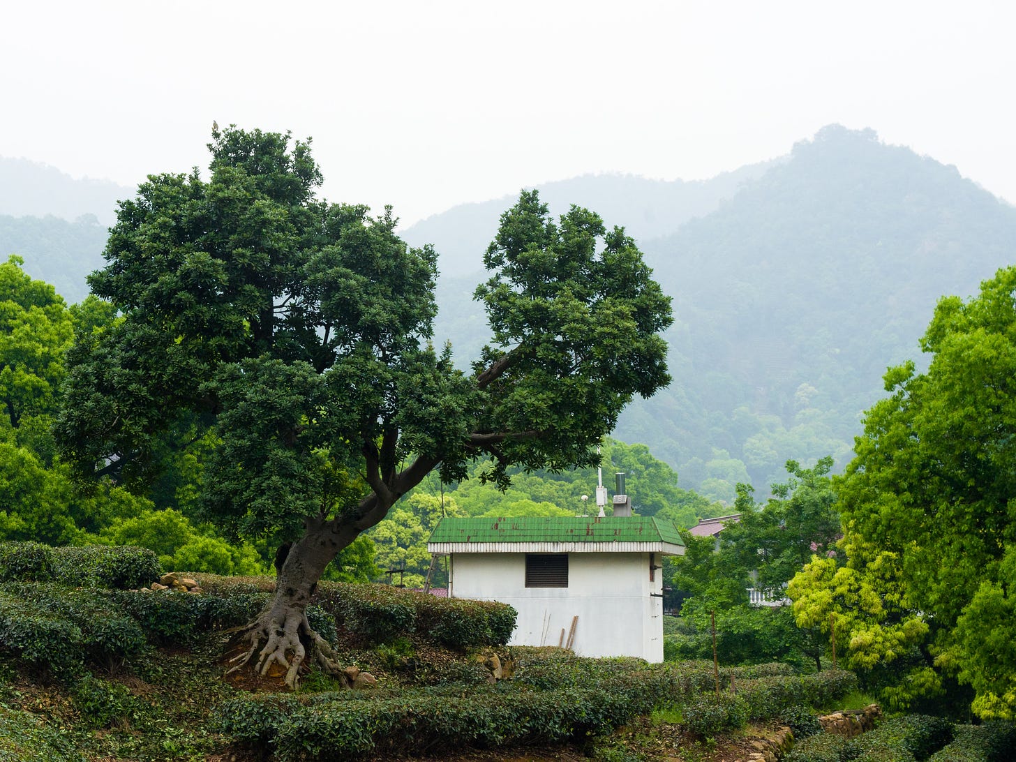 ID: Tea field with large tree