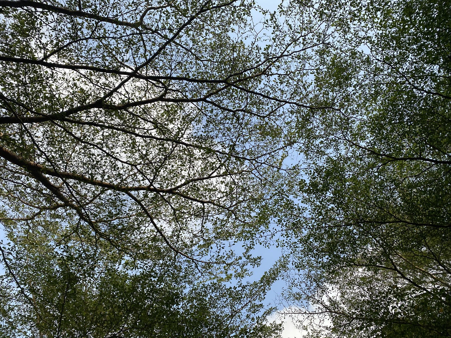 Tree branches holding up the sky