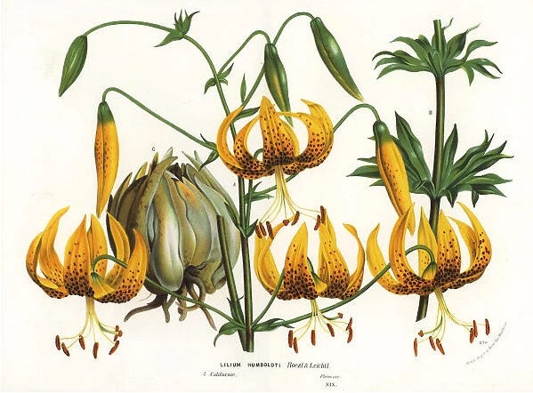 Humboldt’s Lily  (Lilium humboldtii )