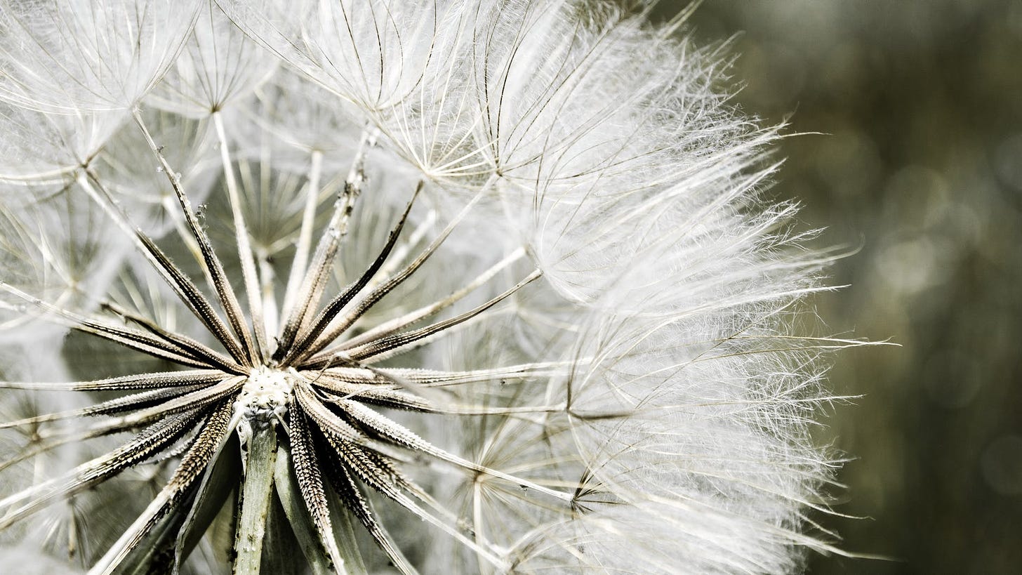 dandelion-nature-flora-white-51426