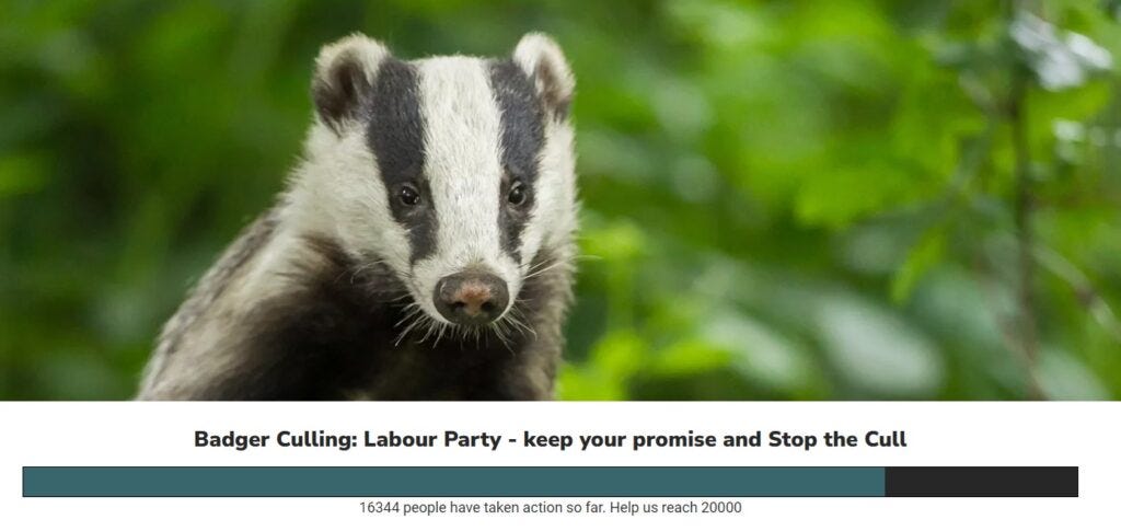 badger cull petition may 30 2024