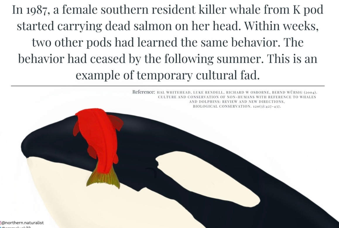the brief fashion for orcas to wear dead salmon as hats
