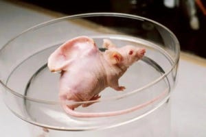 human ear mouse experiment