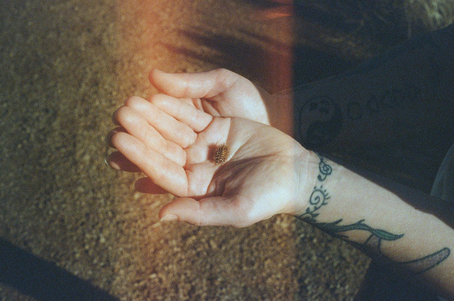 two cupped hands with white skin and tattooed forearms, holding a small seed