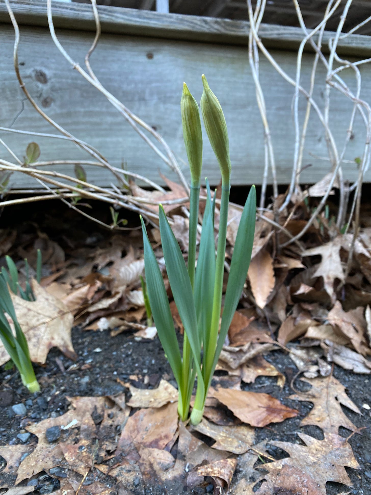 Two daffodils with fat green buds at their tips.