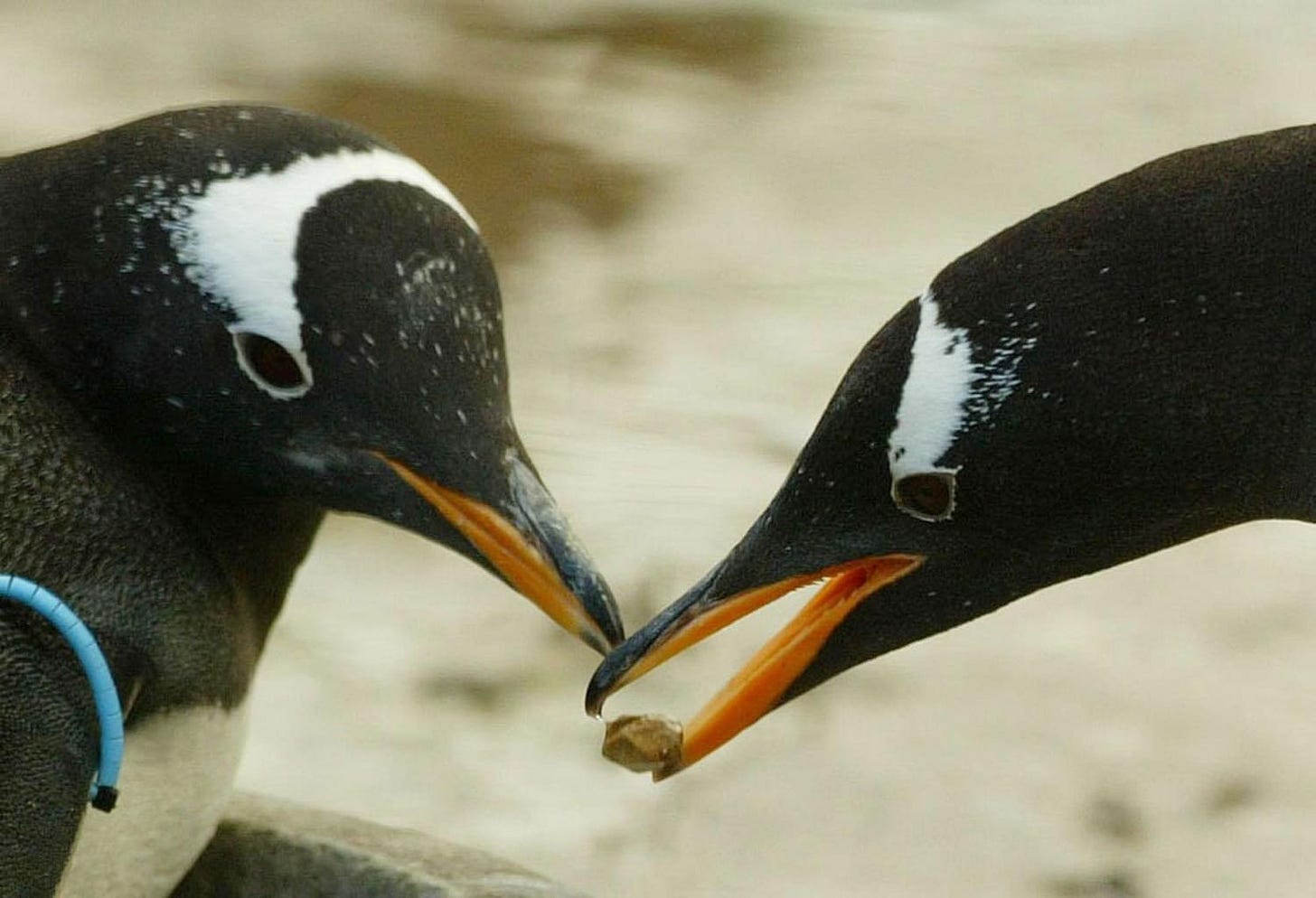 What Is Pebbling? Penguin Love Language Goes Viral on TikTok