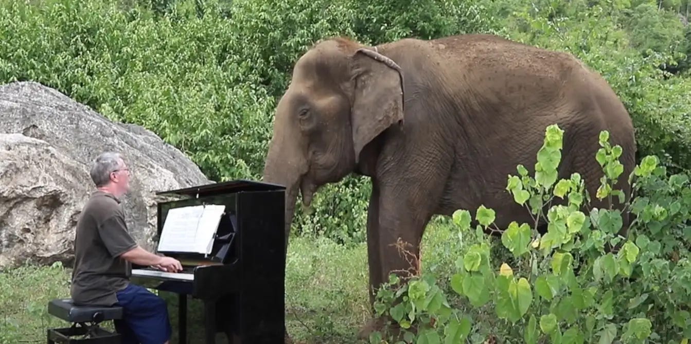 Paul Barton playing the piano for an elephant