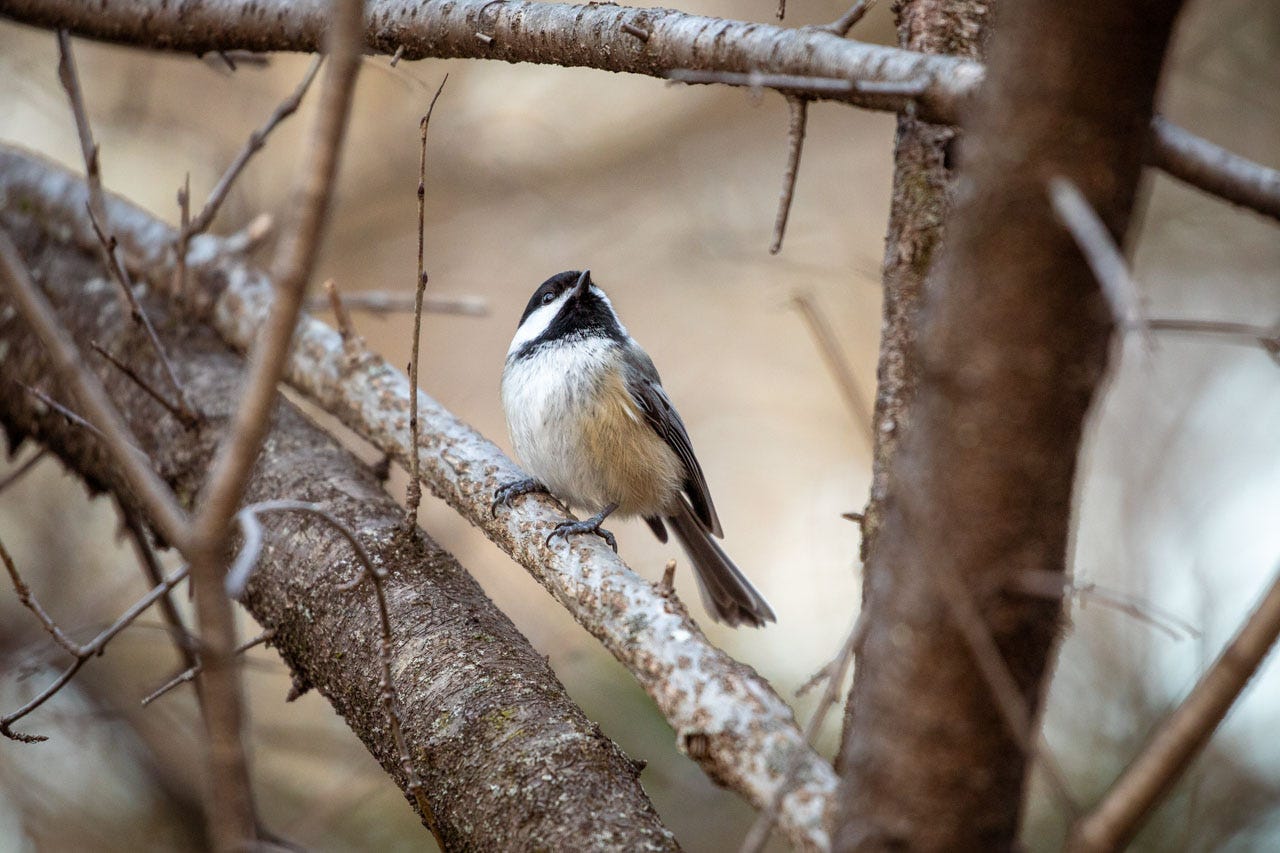 a close-up of a black-capped chickadee perched on a branch, their buffy pale chest turned towards us in three-quarter view. they are looking up towards another branch above them, their gray wings held behind them at the ready.