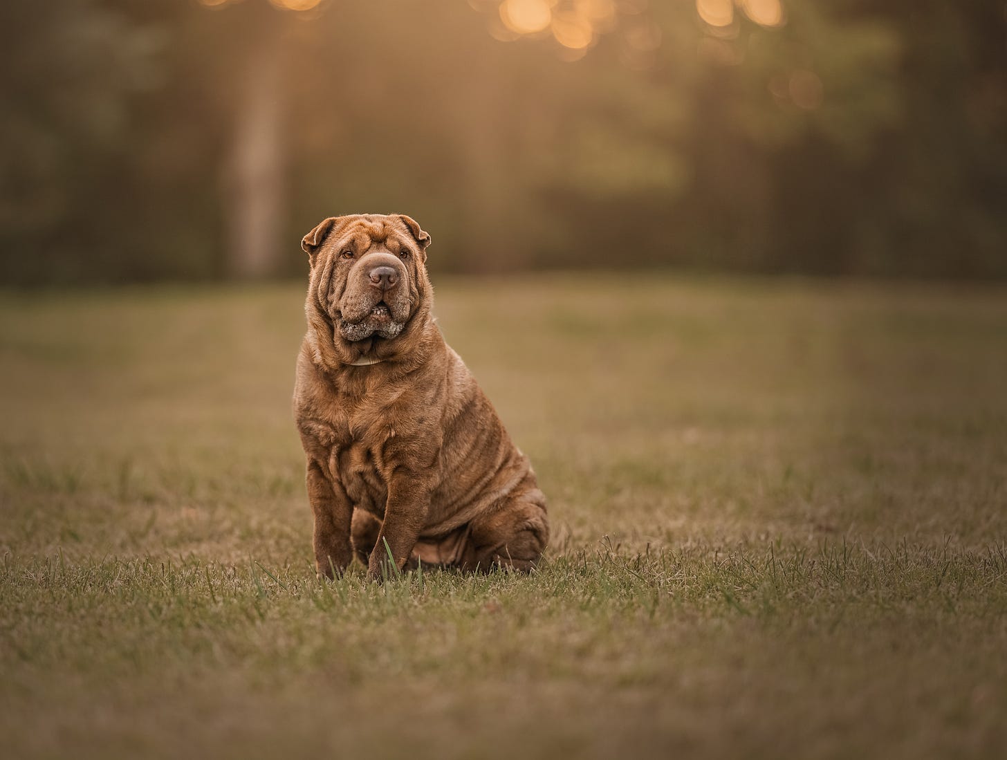 A brown Shar Pei dog sits on her back legs, looking very content as she looks off to the distance