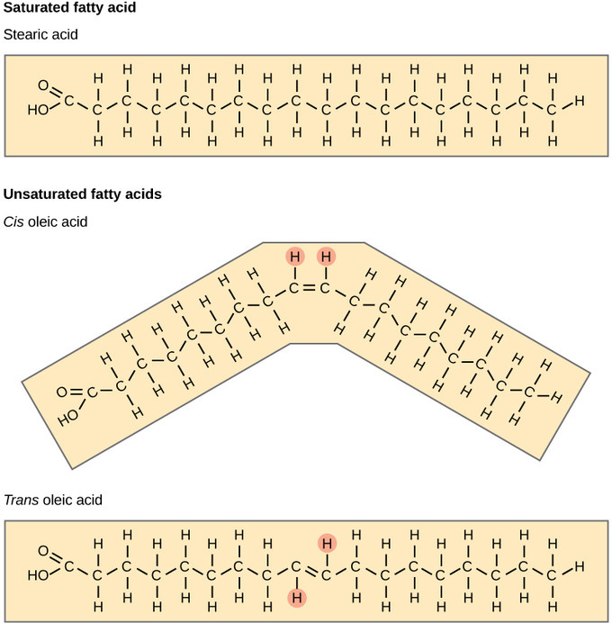 3.3: Lipid Molecules - Introduction - Biology LibreTexts