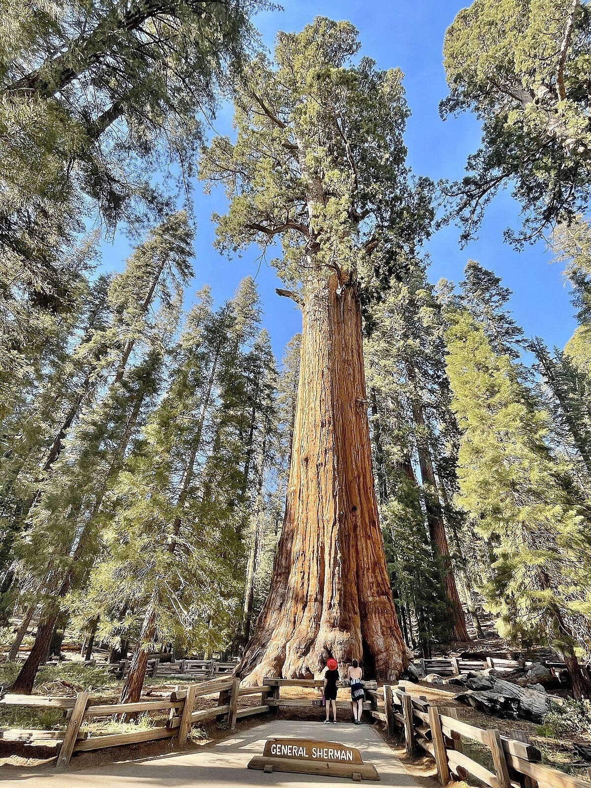 File:General Sherman Tree in Sequoia National Park - June 2022.jpg ...