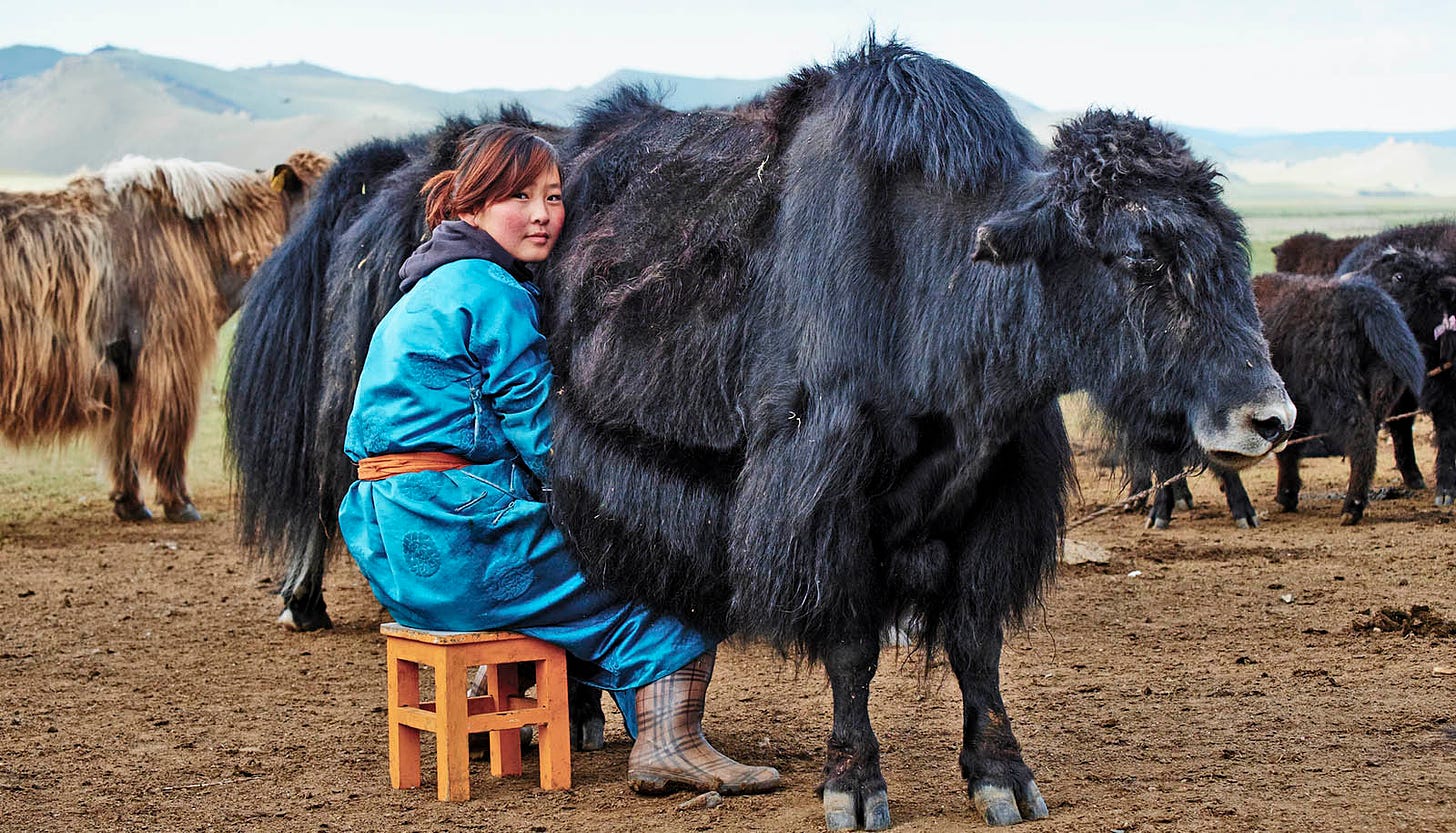 In Mongolia, yak milk was on the menu by 1270 CE - Futurity