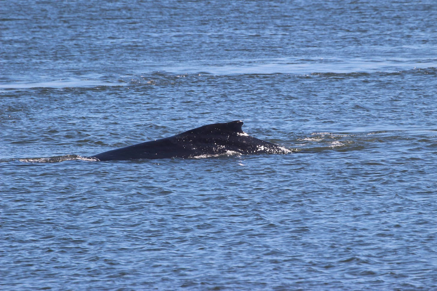 Close up of Teresa's fin sticking out of the water