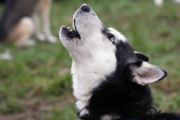 4,708 Dog Howling Stock Photos, Pictures & Royalty-Free Images - iStock