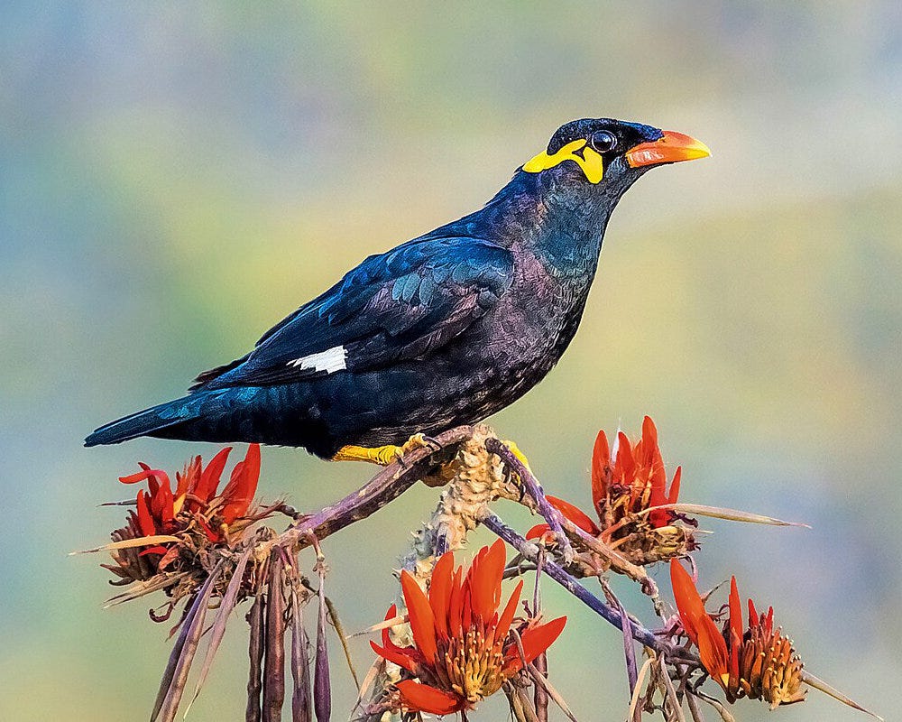 A common hill myna perches on a flowering branch, in profile. Its glossy black feathers shine iridescent blue-green and purple in the sun; a small bar of pure white is just visible on its closed wing. Its tail is short compared to most birds. Its feet are bright yellow with black claws; its pointed, slightly-curved beak is bright orange shading to yellow (like a piece of candy corn). A wavy line of bright sun-yellow wattle skin starts behind and below its black eye and continues around behind its head, appearing almost painted-on. The tree is covered in orange-red flowers and long pendulous dried seed pods.