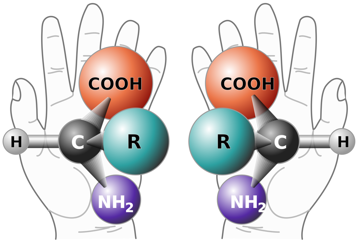 Quiralidad (química) - Wikipedia, la enciclopedia libre