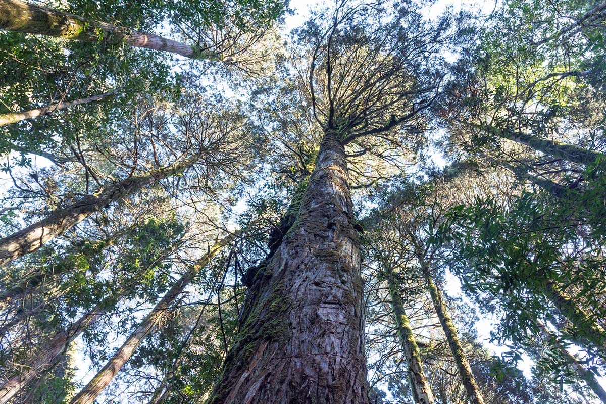 un alerce en el parque nacional alerce costero de Chile, donde vive uno de los árboles más viejos del mundo