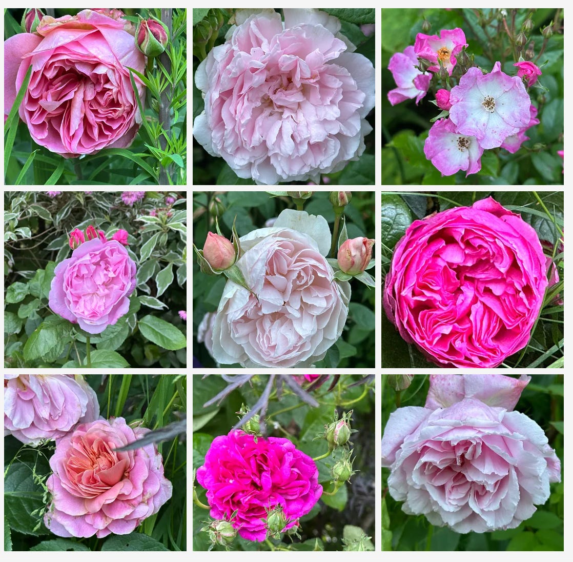 A collection of roses in different shades of pink in a cottage garden