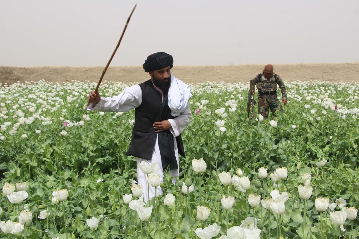 Heroin trade thriving despite Taliban's opium-poppy ban