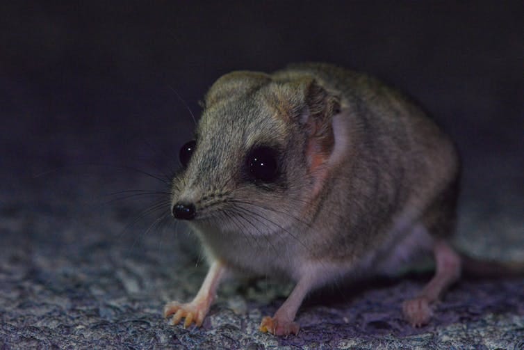 Front on view of a small animal with a long nose, big black eyes and folded back ears, ready to pounce. Front on view of a small animal with a long nose, big black eyes and folded back ears, ready to pounce.