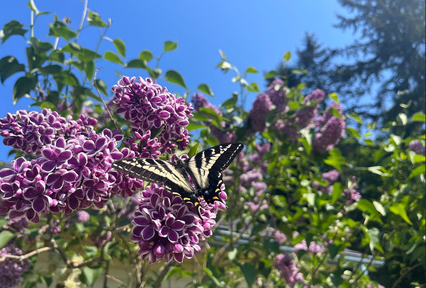 Yellow butterfly on purple lilac.