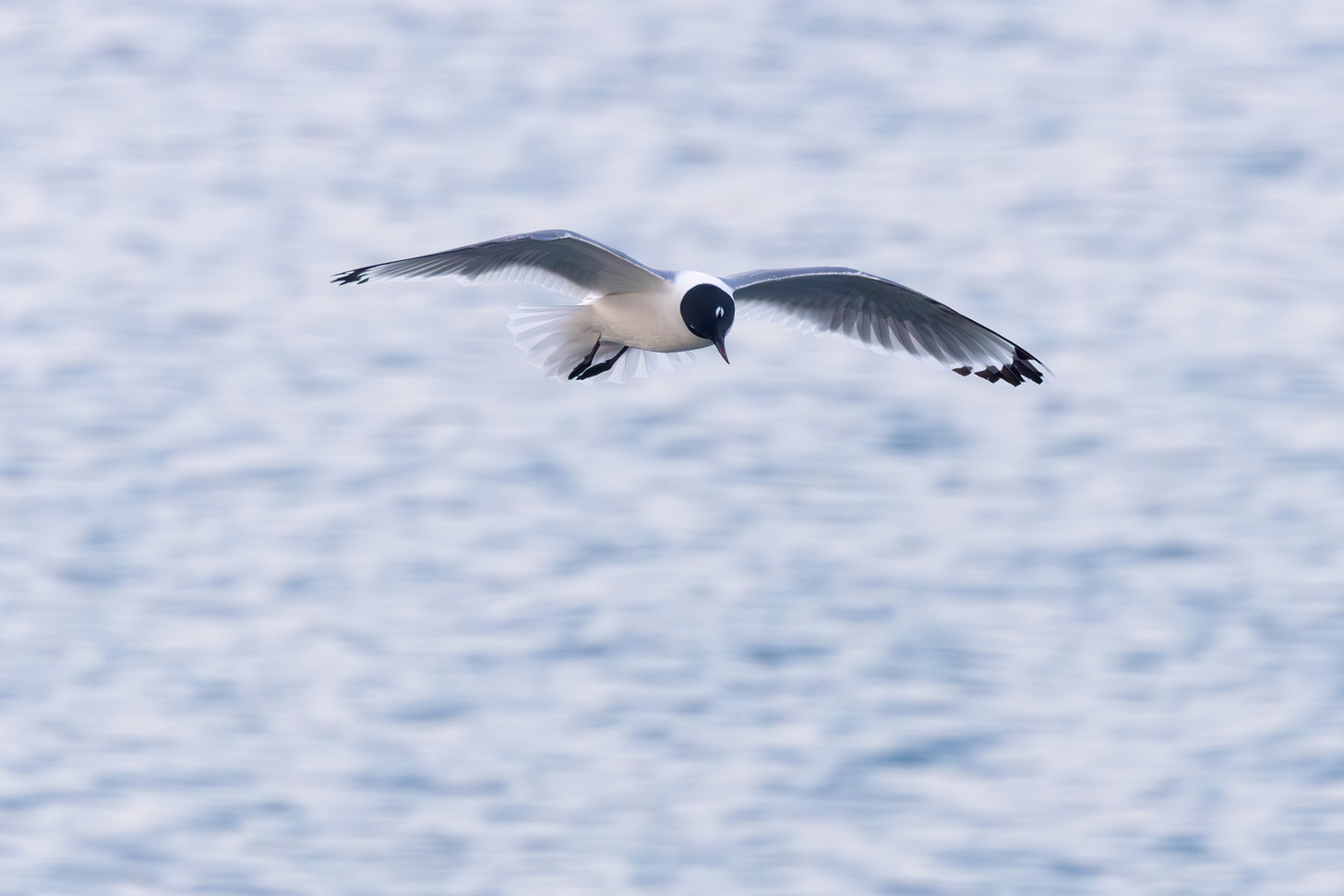 a seagull with a black head and thick white eye arks flying toward the viewer with its wings outstretched. its wings are pale underneat with a light crescent and dark tip. its belly is pinkish. the background is the surface of a lake.