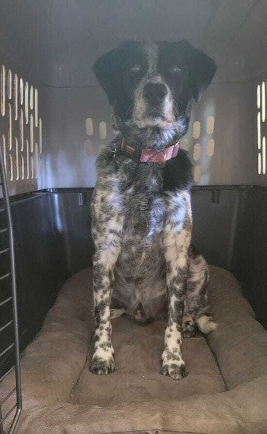 Black-and-white medium dog inside travel crate with door open.