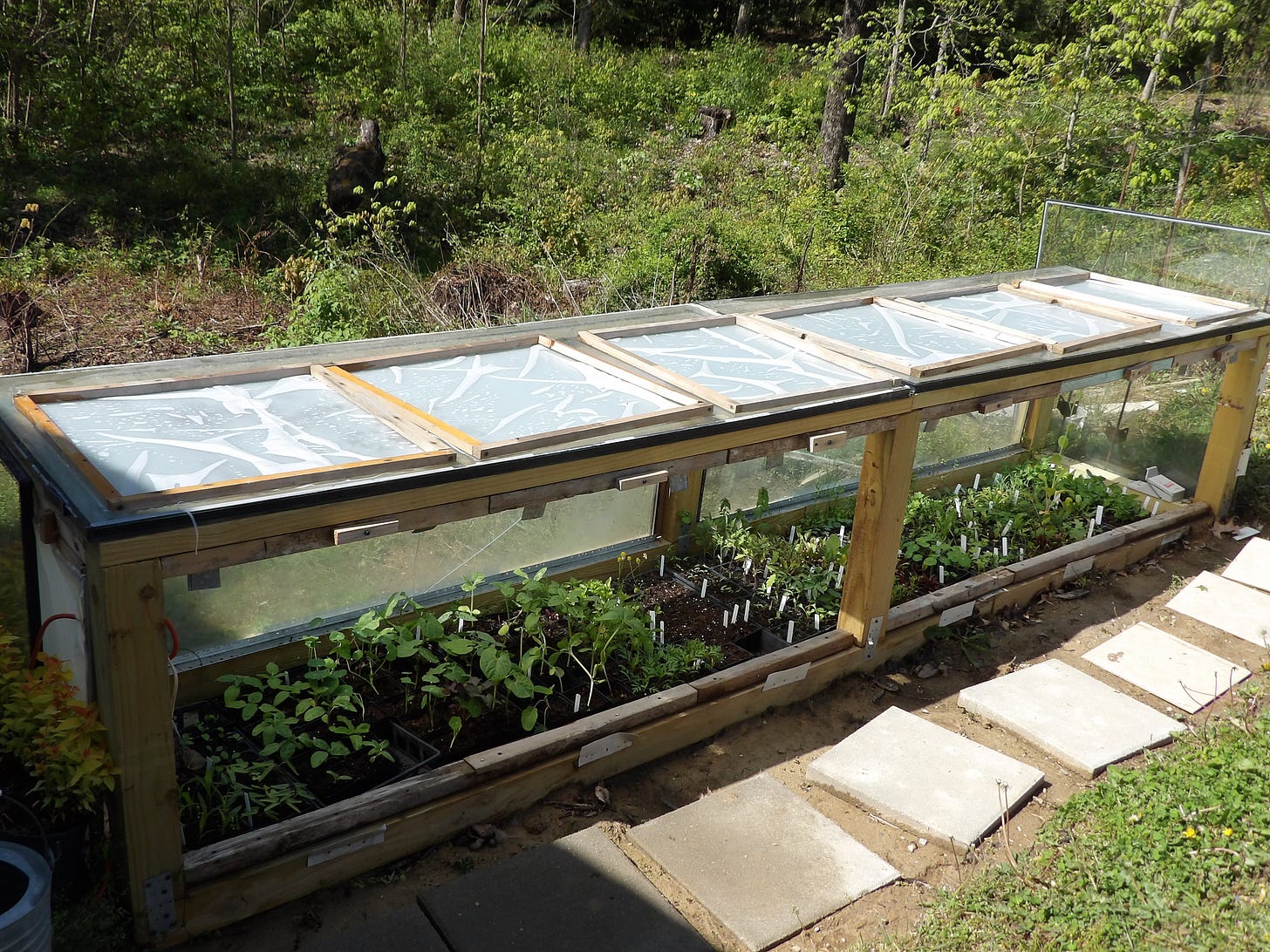 Hot Bed Filled With Seedlings