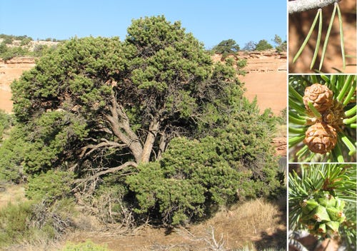 Colorado Pinyon - mature