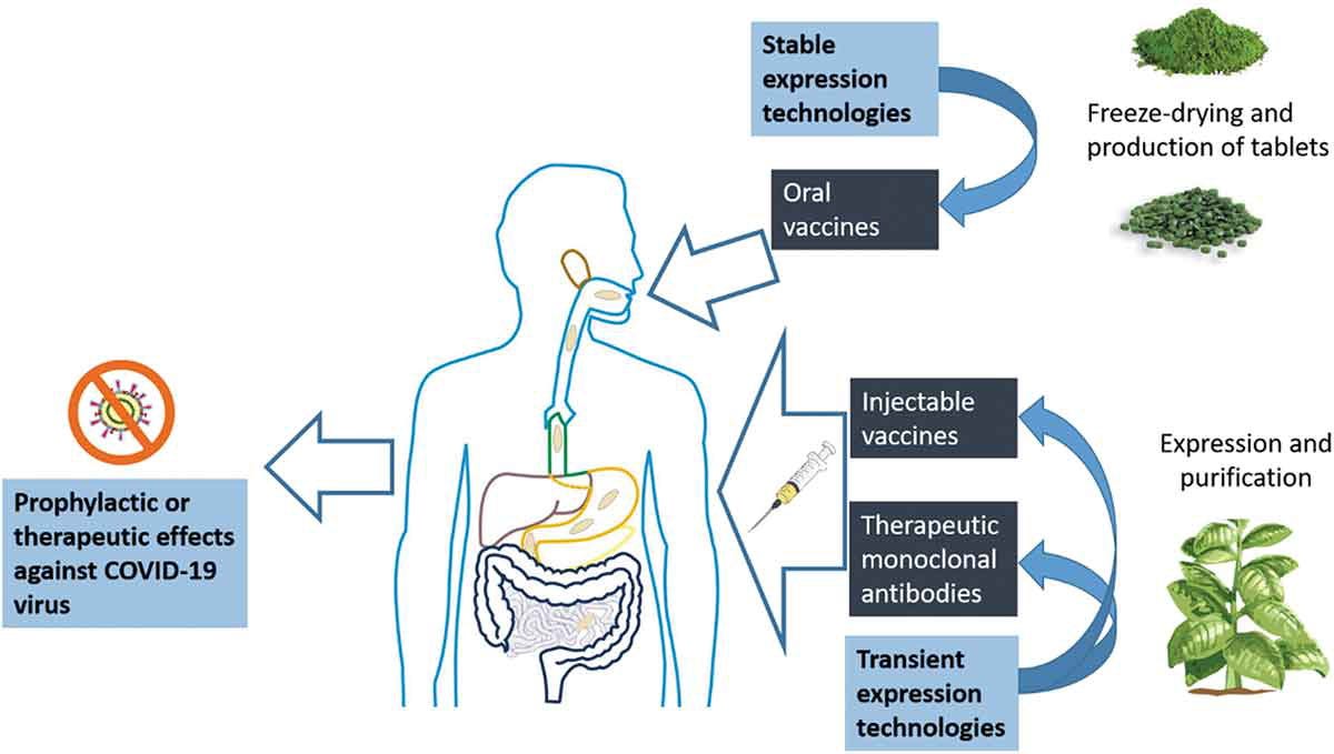 https://allianceforscience.org/wp-content/uploads/2020/05/Figure-2.jpeg