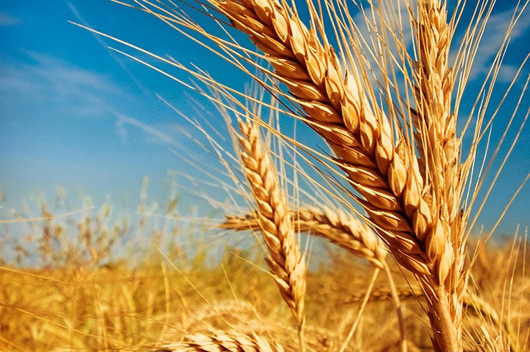 Gold Prediction |Commodity Market Review : Wheat Futures Peaked Amid ...