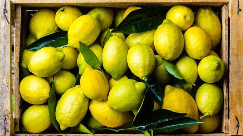 lemon health and home benefits