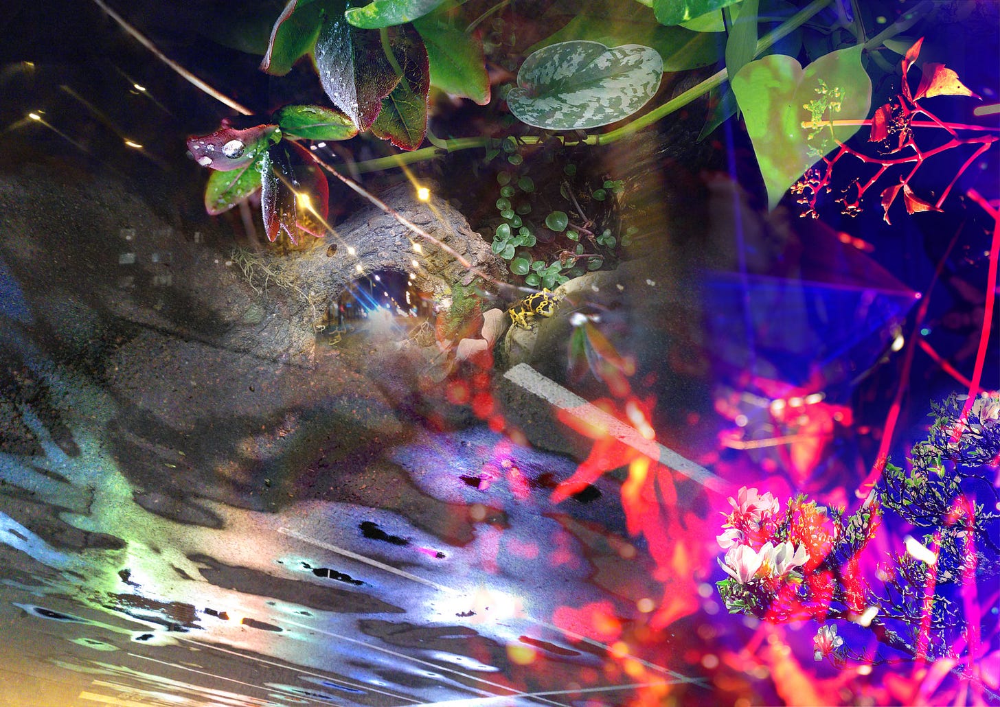 Digital collage consisting of a mix of photographs: plants, lights, dark night, water puddles, dew. A dancer.