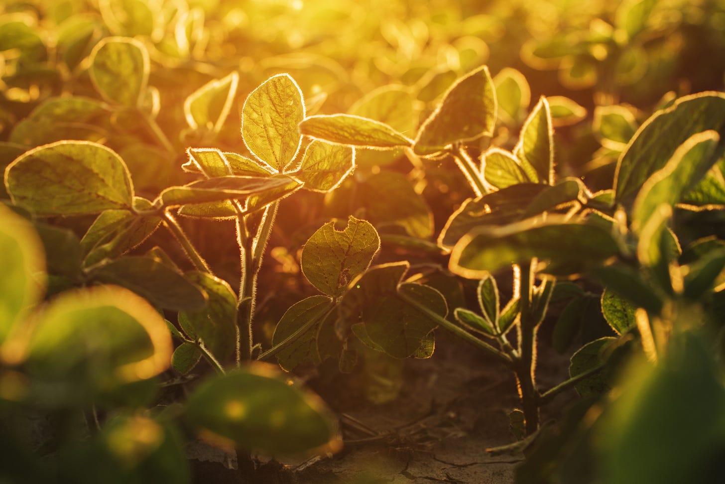 Agronegócio e Meio Ambiente - Olhando o problema nos olhos